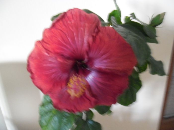 Black Dreams - Hibiscus 2013-3