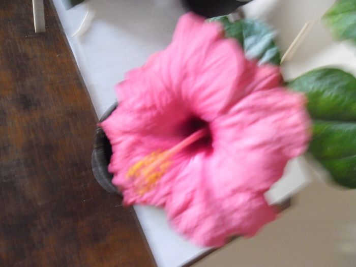 Venetia - Hibiscus 2013-3
