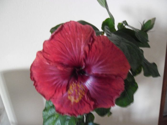 Black Dreams - Hibiscus 2013-3
