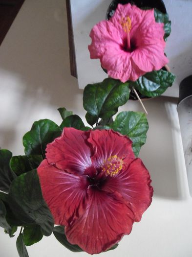 Hibiscus grup - Hibiscus 2013-3