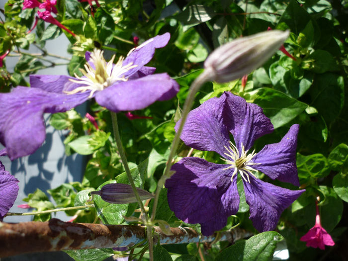 P1040956 - Clematis