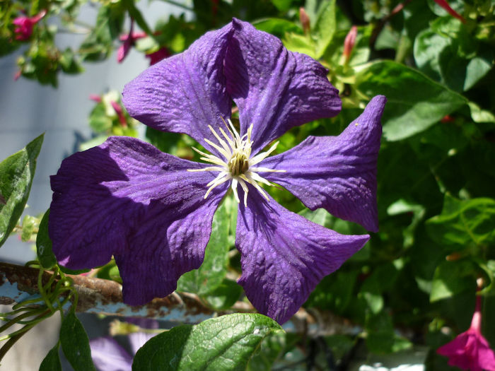 P1040957 - Clematis