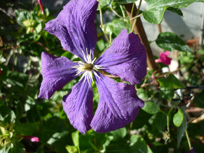 P1040958 - Clematis