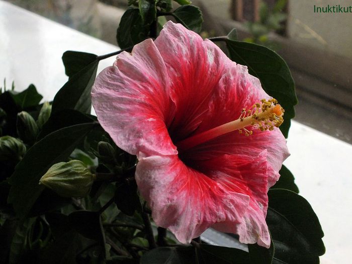 Pink Dream - Hibiscus 2013