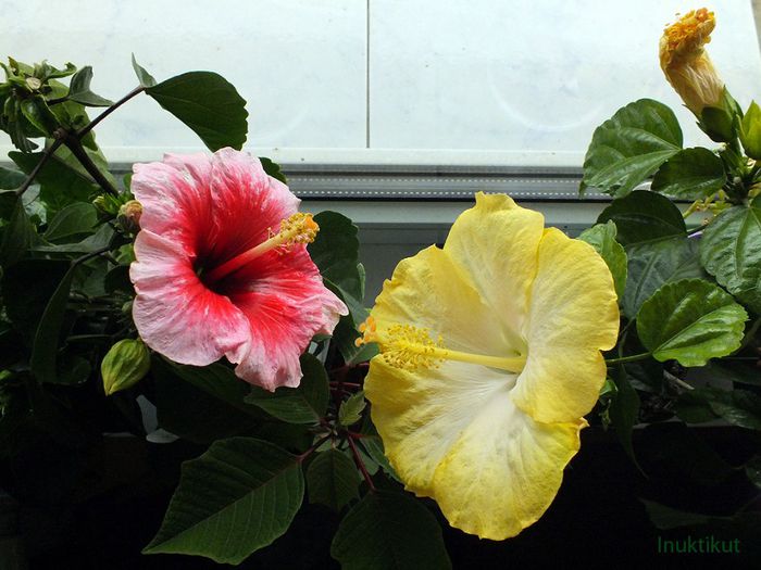 hibiscusi Pink Dream si Luna1 - Hibiscus 2013