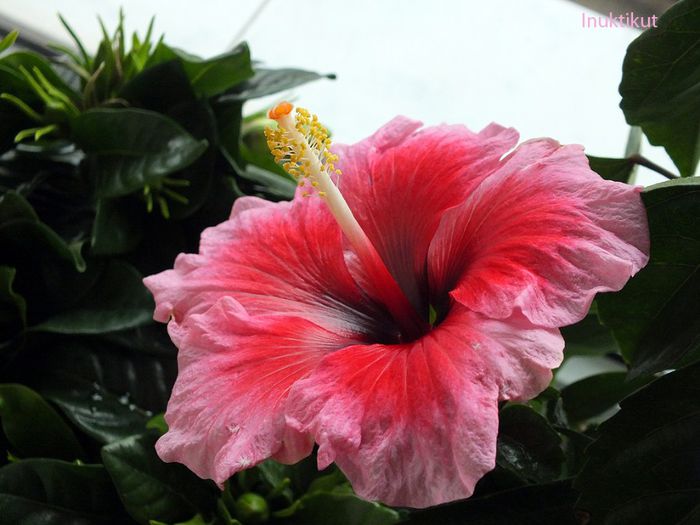 hibiscus Pink Dream - Hibiscus 2013