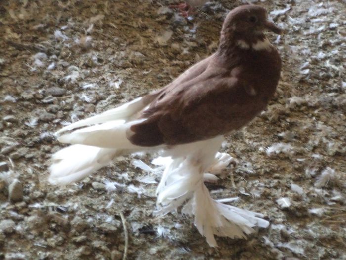 tineret octombrie 2013