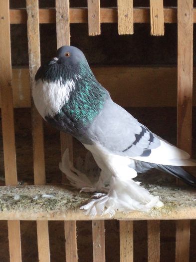 DSC04248 - Gusatii Pomerieni AI MEI MATCA 2016