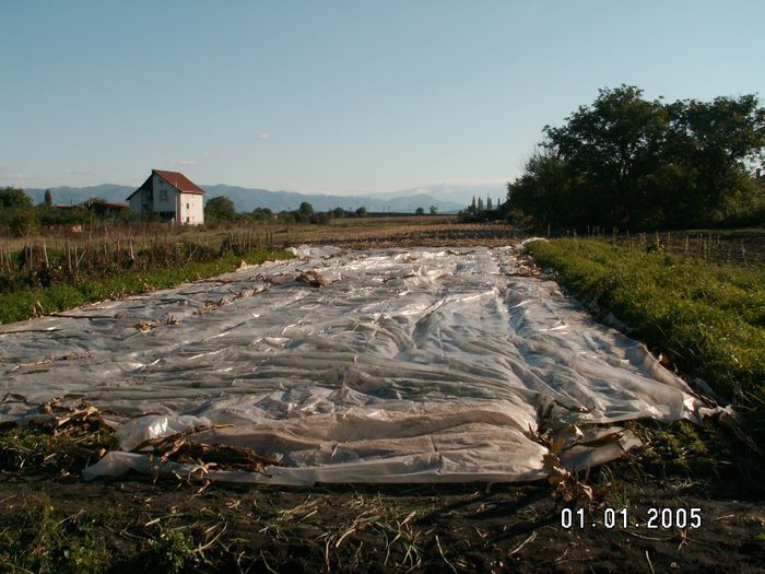 Protectie impotriva inghetului