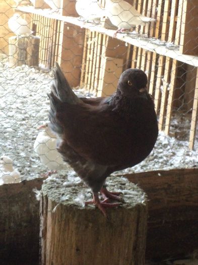 NOUA ACHIZITIE masc.2013