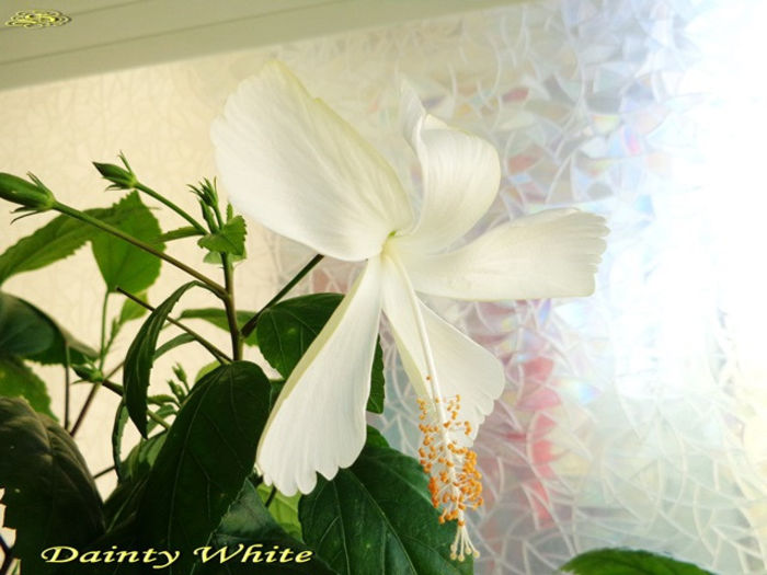 Dainty White (6-X-2013) - Hibiscusi 2013