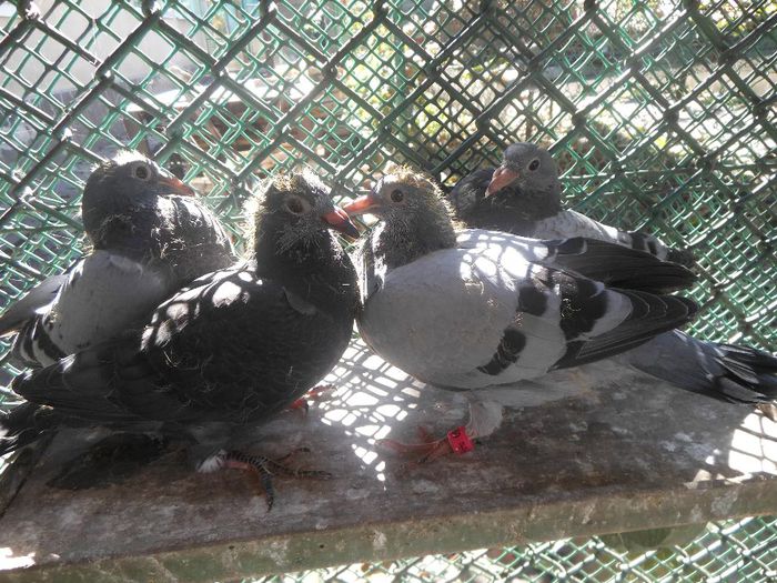 Ultima generatie 2013