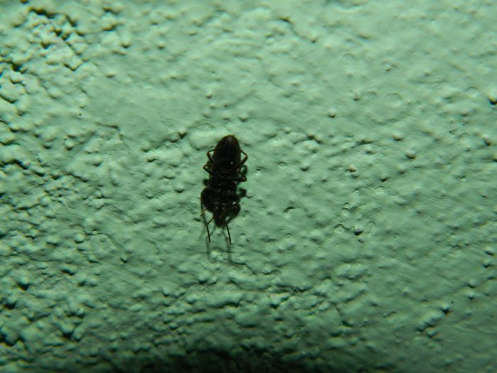 DSCN3510 din 4 octombrie - OCTOMBRIE 2013