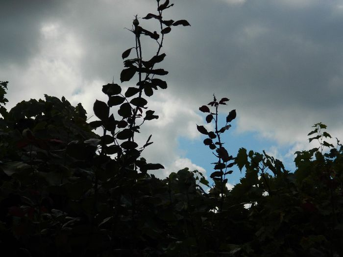 DSCN3568