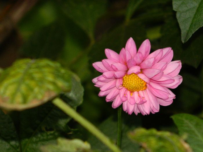 DSCN3570