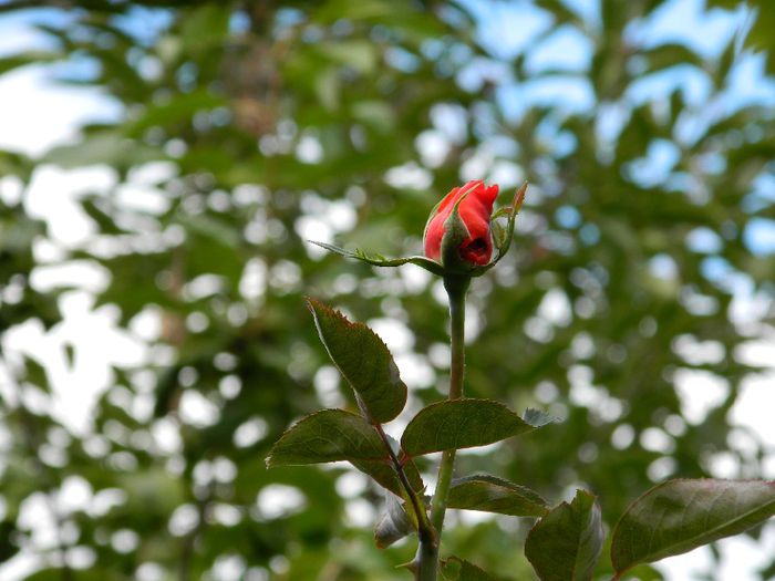 DSCN3592