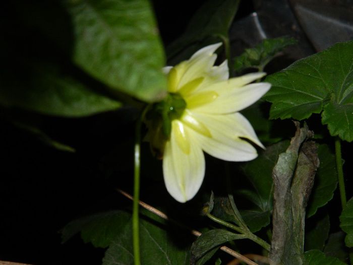 DSCN3617