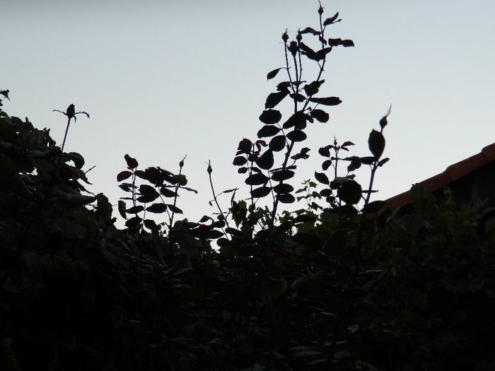 DSCN3626