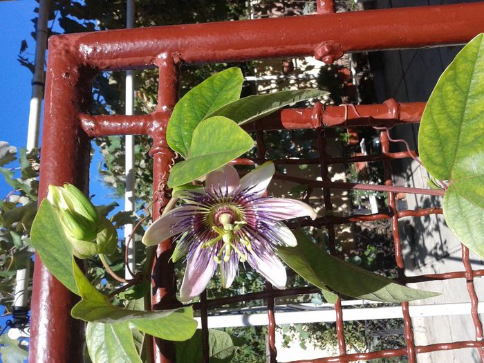 supravietuitoarea inghetului