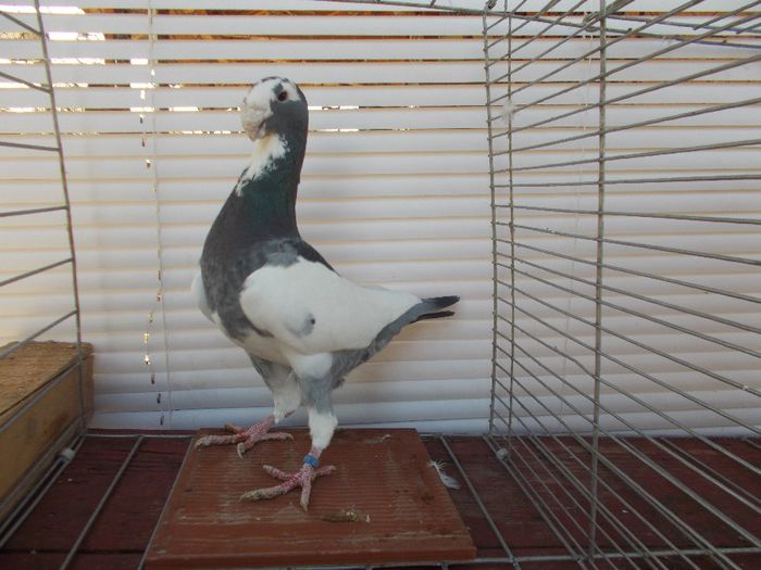 DSCN6819 - VOIAJORI GERMANI 2013