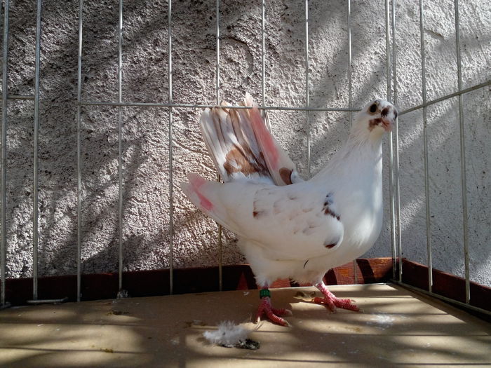 mas. Floriu joaca mediu.vandut - Jucatori de galati 2013 octombrie