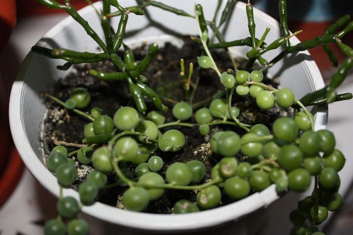 IMG_9992; Multumesc Ella
