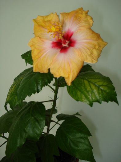 Yellow Holiday