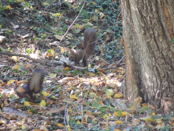 DSCN7563 - PARCUL TINERETULUI-BUCURESTI