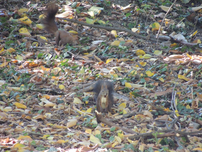 DSCN7564 - PARCUL TINERETULUI-BUCURESTI