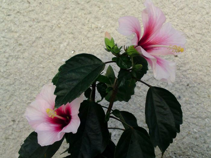  - Plante diverse