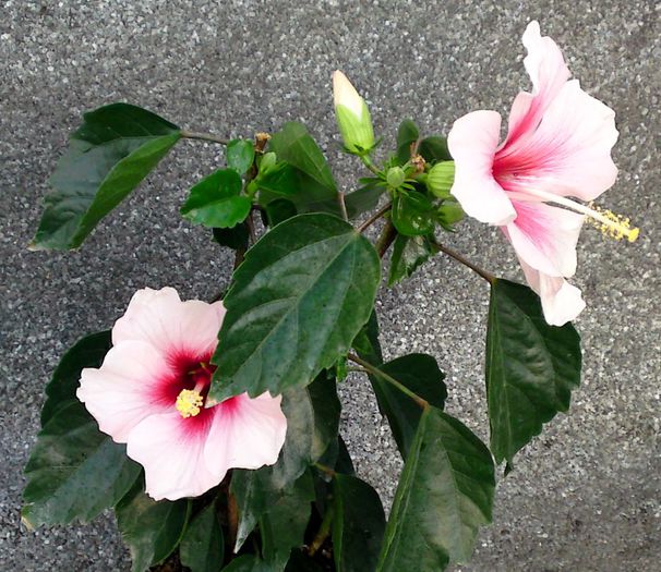  - Plante diverse