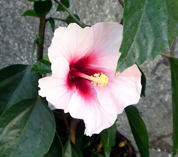  - Plante diverse