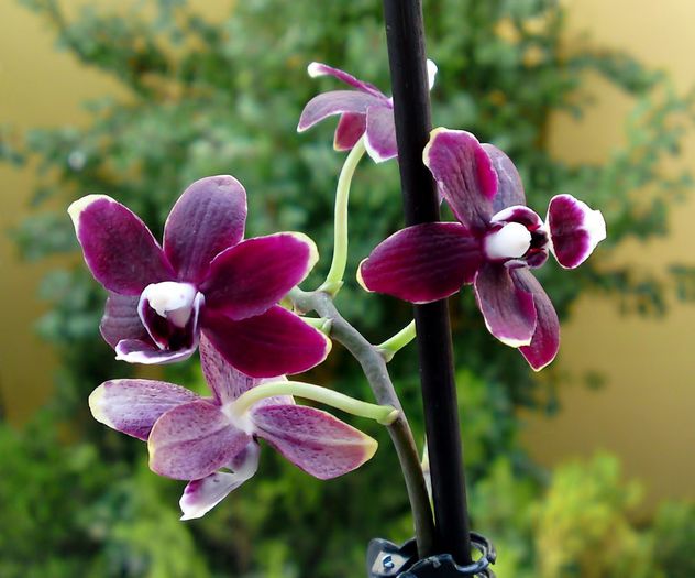  - Orhidee Phalaenopsis