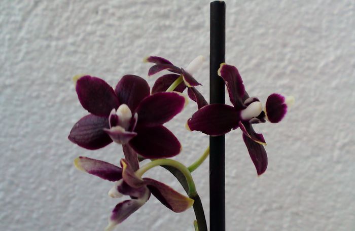  - Orhidee Phalaenopsis