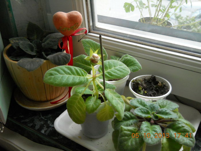 gloxinia cu boboc care se usuca