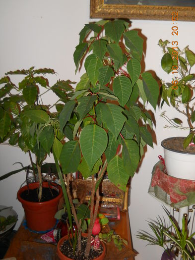 steaua craciunului si cafeluta