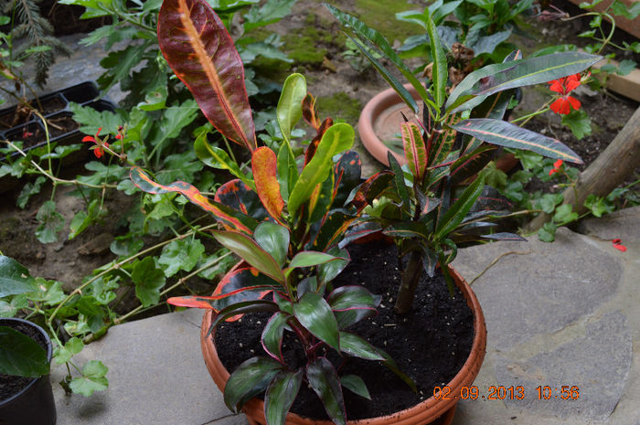 DSC_0004 (2) - Florile mele 2013