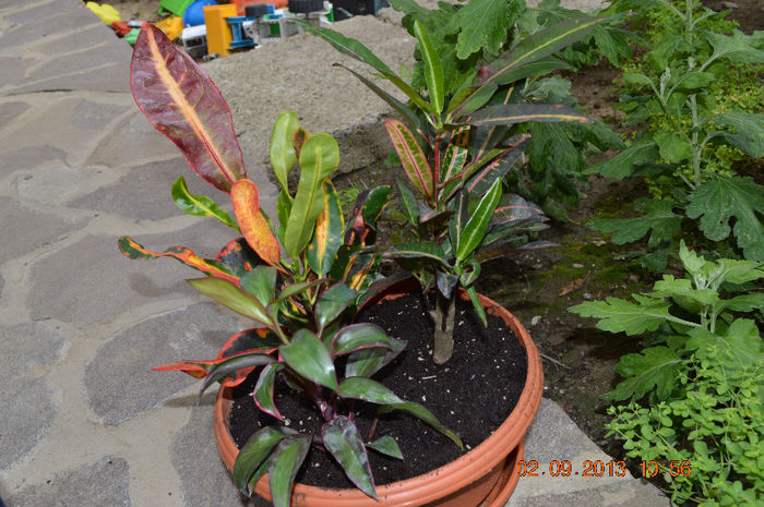 DSC_0005 (3) - Florile mele 2013