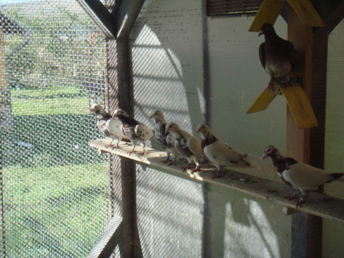 DSC03172 - VOIAJORI MEULEMANS DE VINZARE