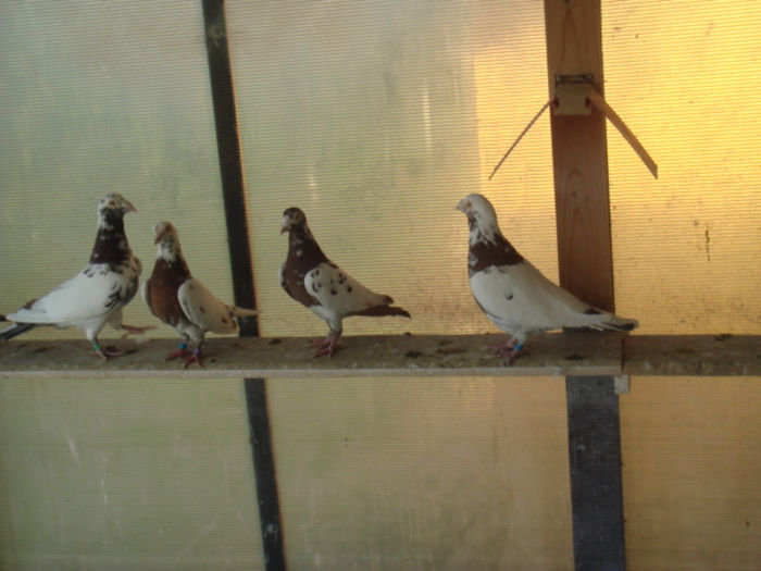 DSC03167 - VOIAJORI MEULEMANS DE VINZARE