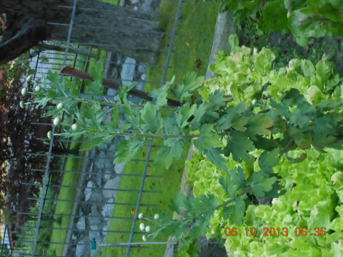 DSCN3294