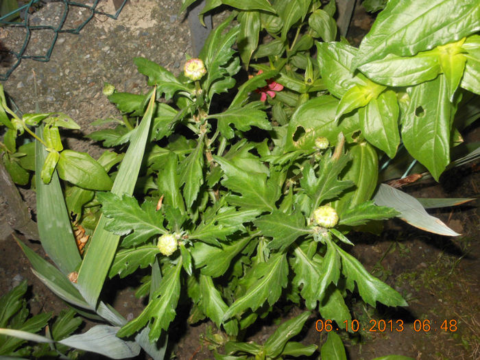 DSCN3349