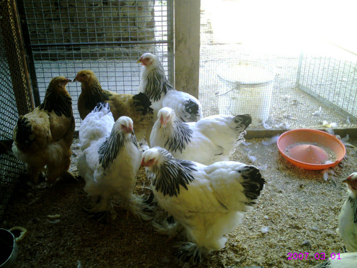 CRIM0012 - 2013 TINERET
