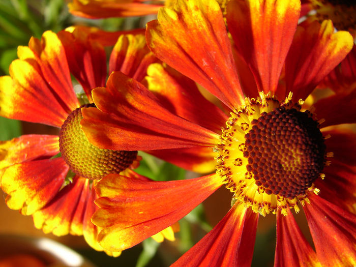 helenium - 2014-2016 dorinte o parte iar cealalta de vizionat