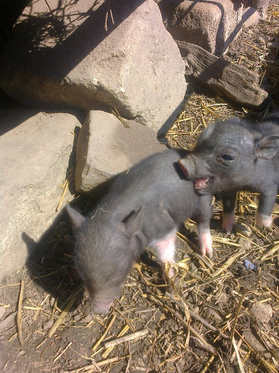 Fotografie0284 - vind porci vietnamezi