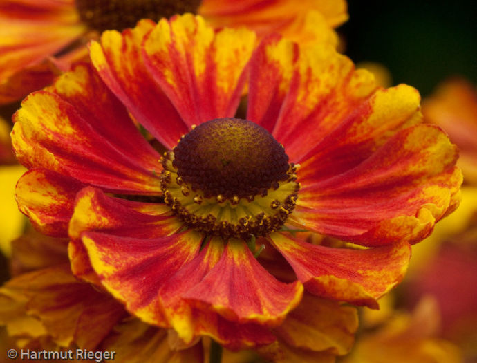 20100914195740-helenium-ragamuffin - 2014-2016 dorinte o parte iar cealalta de vizionat