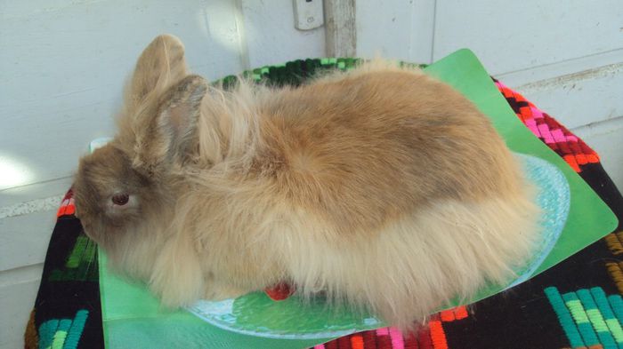 Mascul Angora -De vanzare