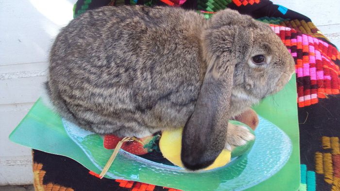 Mascul berbec german 4,5 luni aguti-De vanzare; mascul 1
