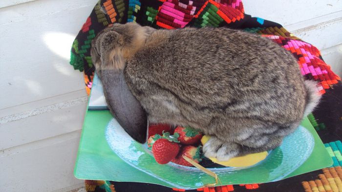 Mascul berbec german 4,5 luni aguti-De vanzare; mascul 2
