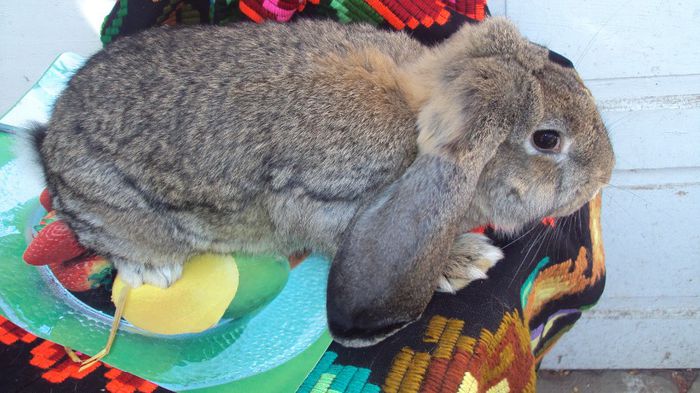 Mascul berbec german 4,5 luni aguti-De vanzare; mascul 2 (sunt frati ambi)
